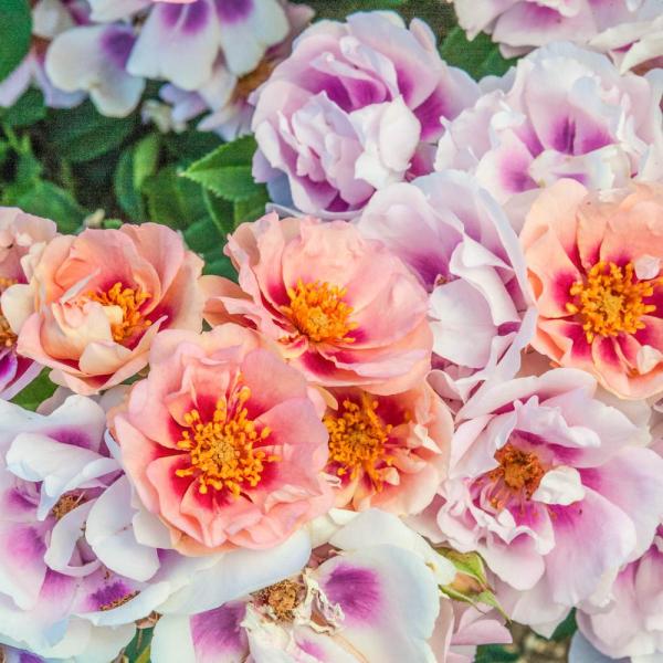 Easy on the Eyes Rose - 3 Gallon