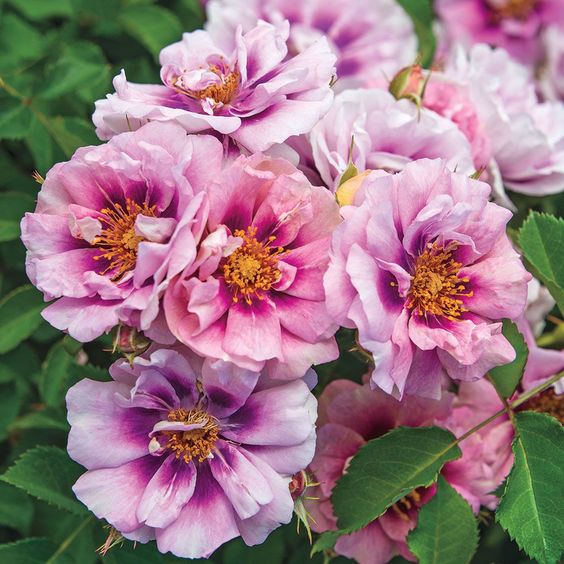 Easy on the Eyes Rose - 3 Gallon