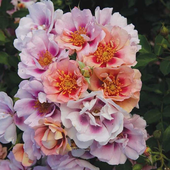 Easy on the Eyes Rose - 3 Gallon