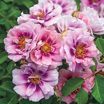 Easy on the Eyes™ Rose