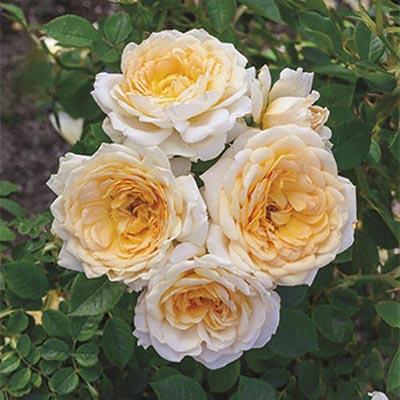 Ediths Darling Rose - 3 Gallon