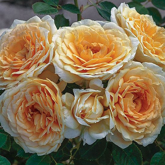 Ediths Darling Rose - 3 Gallon