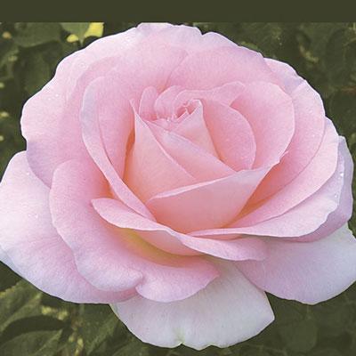 Falling in Love™ Rose
