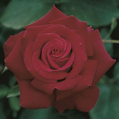 Rose Week's Firefighter® Bare Root