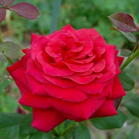 Rose Week's Firefighter® Bare Root