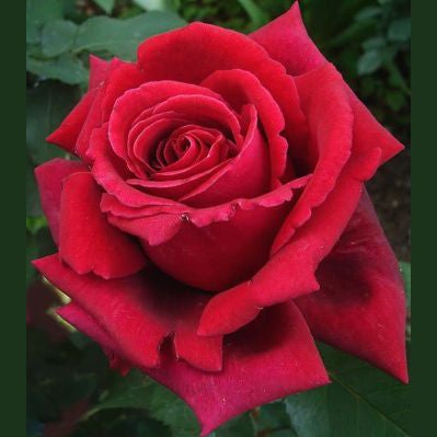 Rose Week's Firefighter® Bare Root
