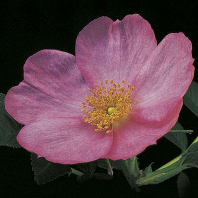 Frau Dagmar Hartopp Bare Root Rose