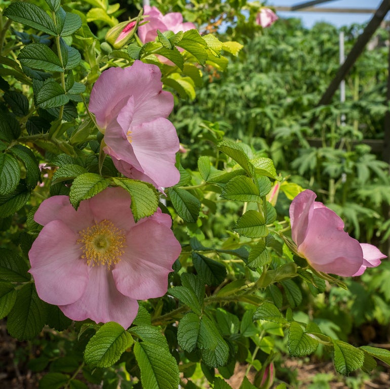 Frau Dagmar Rose - 3 Gallon