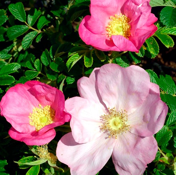 Frau Dagmar Rose - 3 Gallon