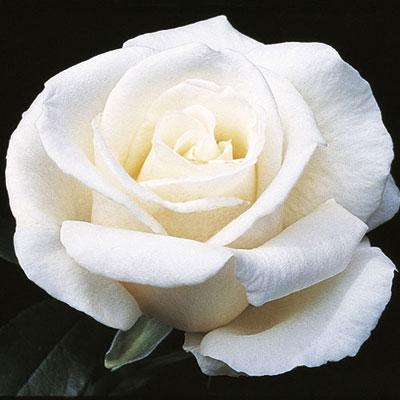 Full Sail Rose - 3 Gallon