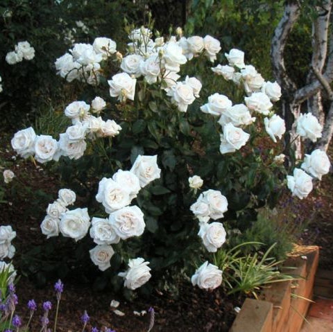 Full Sail Rose