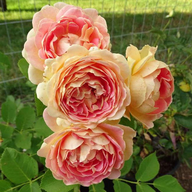 Fun in the Sun™ Rose - 3 Gallon