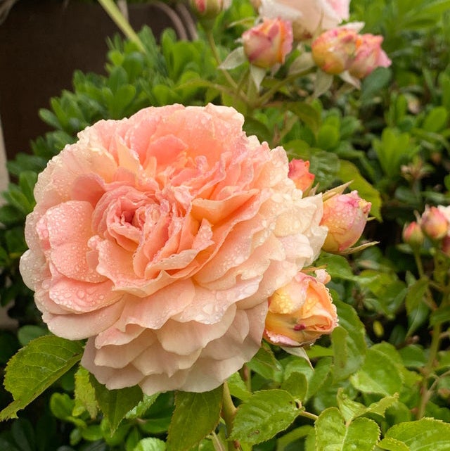 Fun in the Sun™ Rose - 3 Gallon