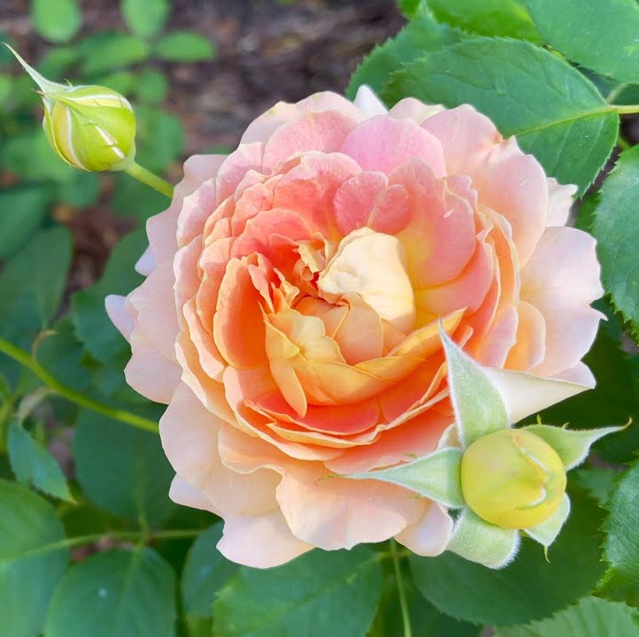 Fun in the Sun™ Rose - 3 Gallon