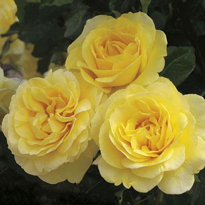 Rose Week's Happy Go Lucky™ Bare Root