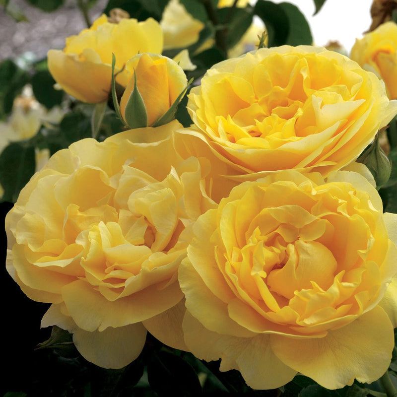 Happy Go Lucky™ Rose - 3 Gallon