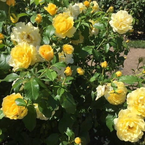 Happy Go Lucky™ Rose - 3 Gallon