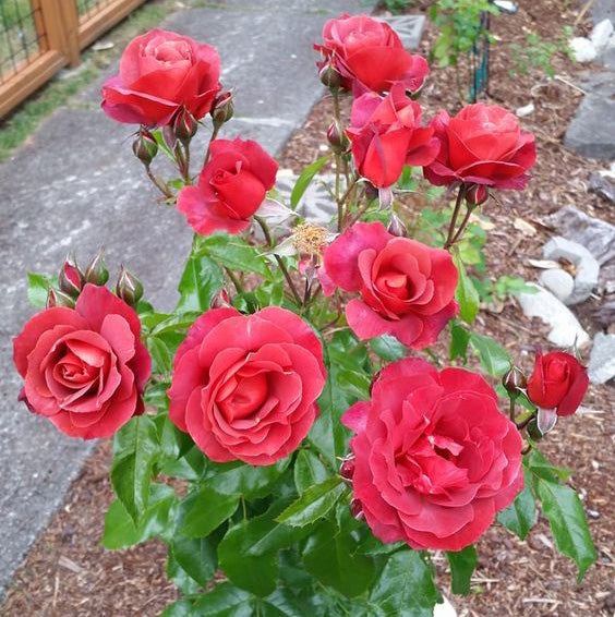 Hot Cocoa® Rose