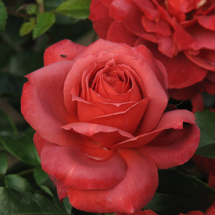 Hot Cocoa® Rose