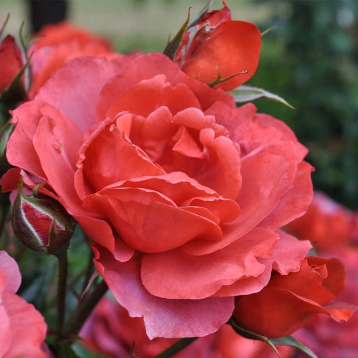 Hot Cocoa® Rose