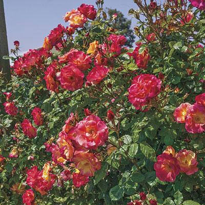 Joseph's Coat Rose - 3 Gallon