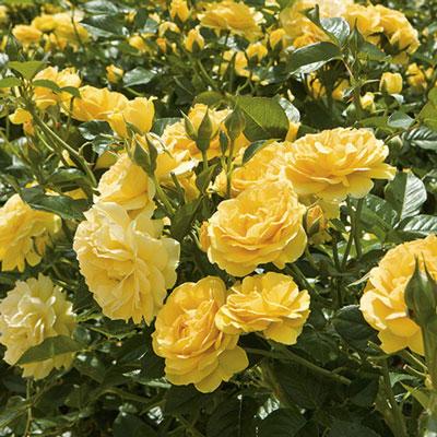 Julia Child Rose - 3 Gallon