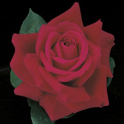 Mister Lincoln Rose
