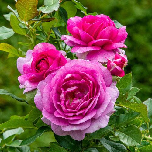 Perfume Factory™ Rose - 3 Gallon