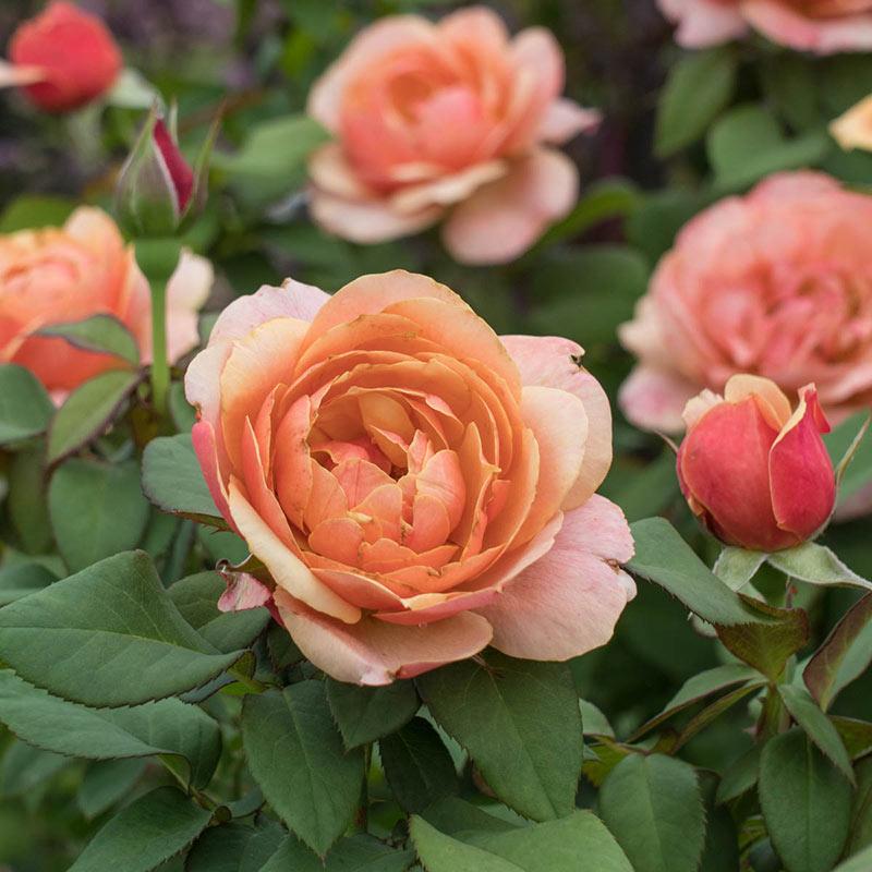 State of Grace™ Rose - 3 Gallon