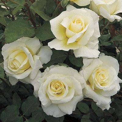 White Licorice™ Rose