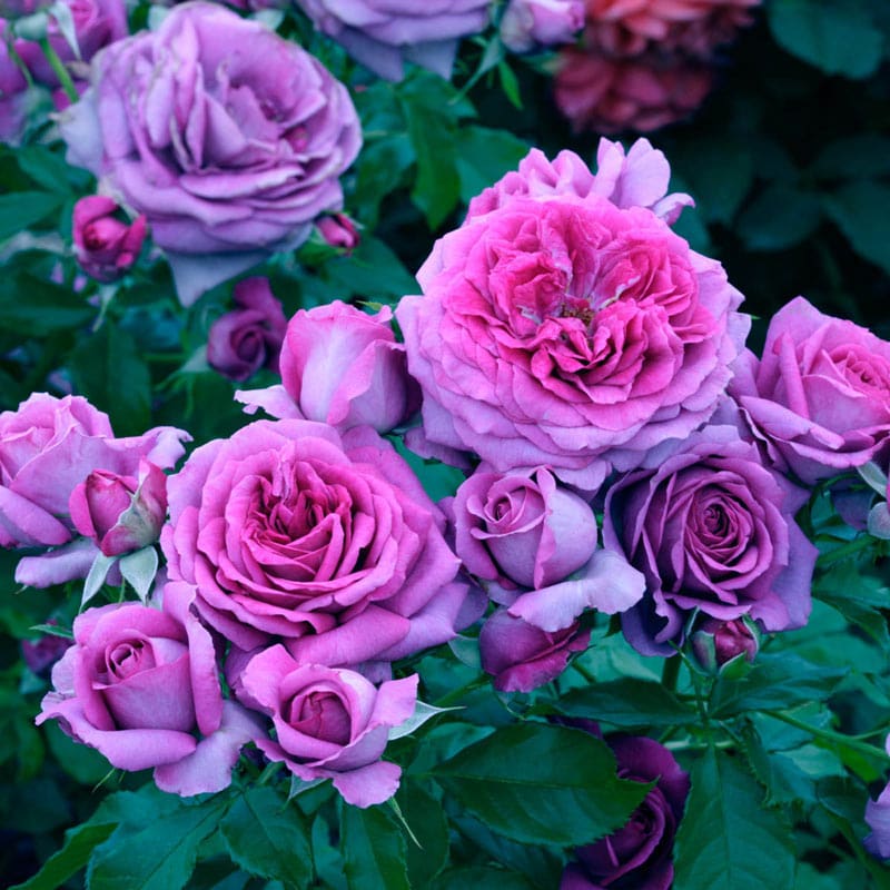 Sweet Madame Blue™ Rose - 3 Gallon — Blooming Junction