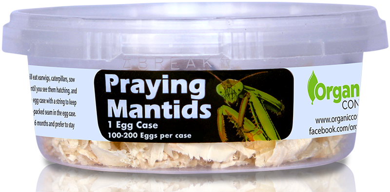 Praying Mantids- Tenodera sinensis