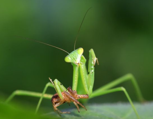 Praying Mantids- Tenodera sinensis