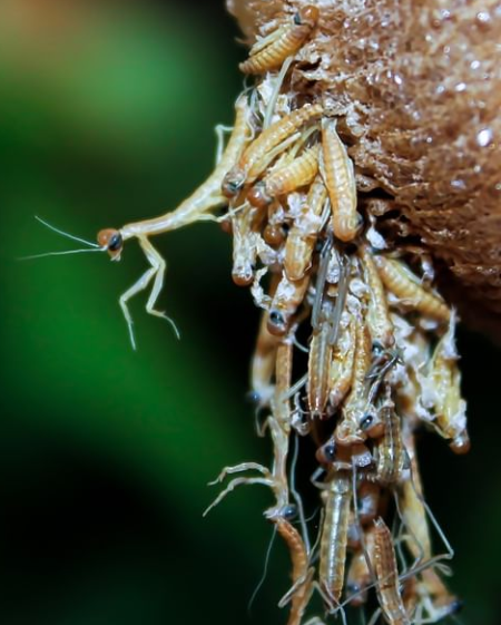 Praying Mantids- Tenodera sinensis