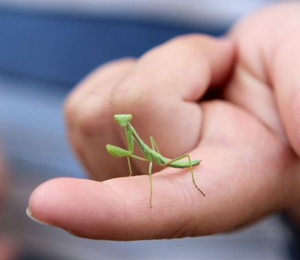 Praying Mantids- Tenodera sinensis