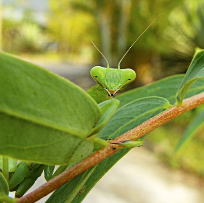 plants for praying mantis Praying Mantids- Tenodera sinensis — Blooming Junction