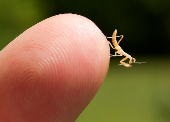 Praying Mantids- Tenodera sinensis