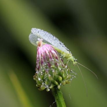 Green Lacewings- Chrysoperla carnea