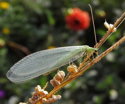 Green Lacewings- Chrysoperla carnea