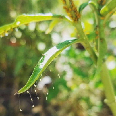 Green Lacewings- Chrysoperla carnea