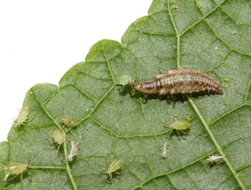 Green Lacewings- Chrysoperla carnea