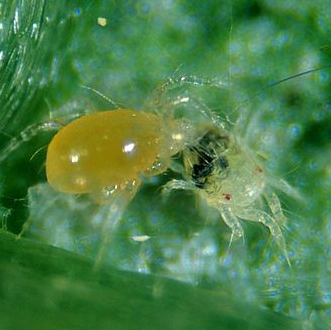 Predatory Mites- Neoseiulus californicus