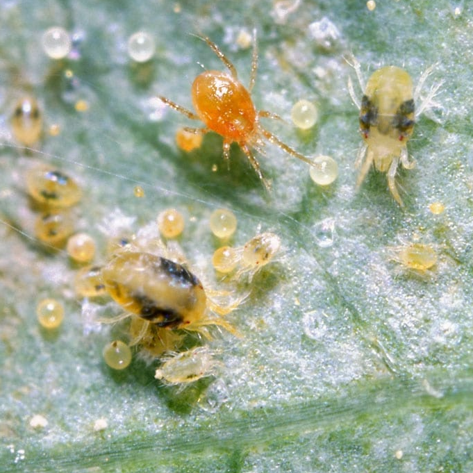 Neoseiulus Californicus Predatory Mites - 10 Sachets With 250 Mites Each For Natural Spider Mite Control