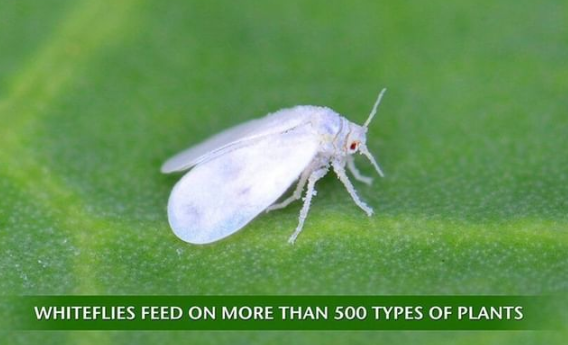 Whitefly Predatory Lady Beetle- Delphastus pusillus