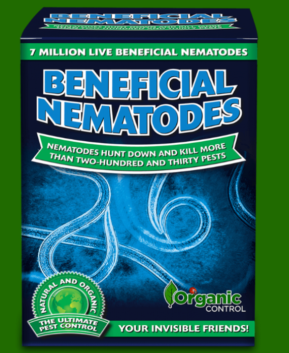Beneficial Nematodes- Steinernema feltiae