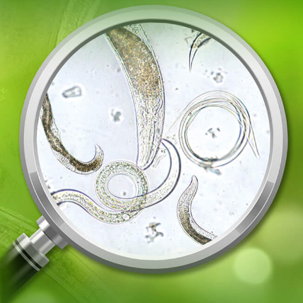 nematode steinernema feltiae for indoor plants Beneficial Nematodes- Steinernema feltiae — Blooming Junction
