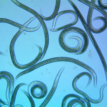 Beneficial Nematodes- Steinernema feltiae