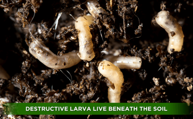 nematode steinernema feltiae for indoor plants Beneficial Nematodes- Steinernema feltiae — Blooming Junction
