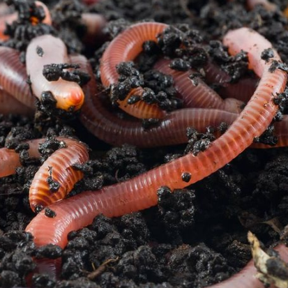 Earthworms- Eisenia fetida