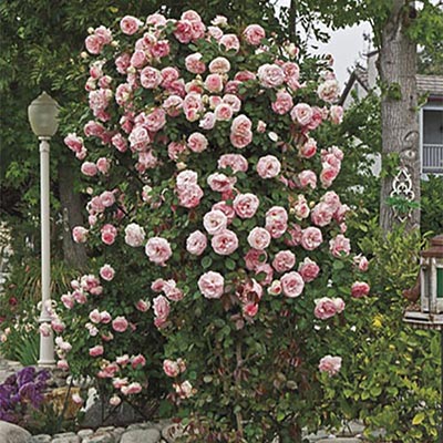 Pearly Gates Rose - 3 Gallon